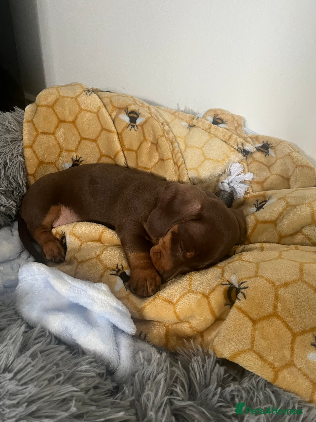 Dachshund dogs for sale: Miniature dachshund  - Image 2