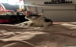 Mixed Breed cats for sale: 3 beautiful tabby’s - Image 13