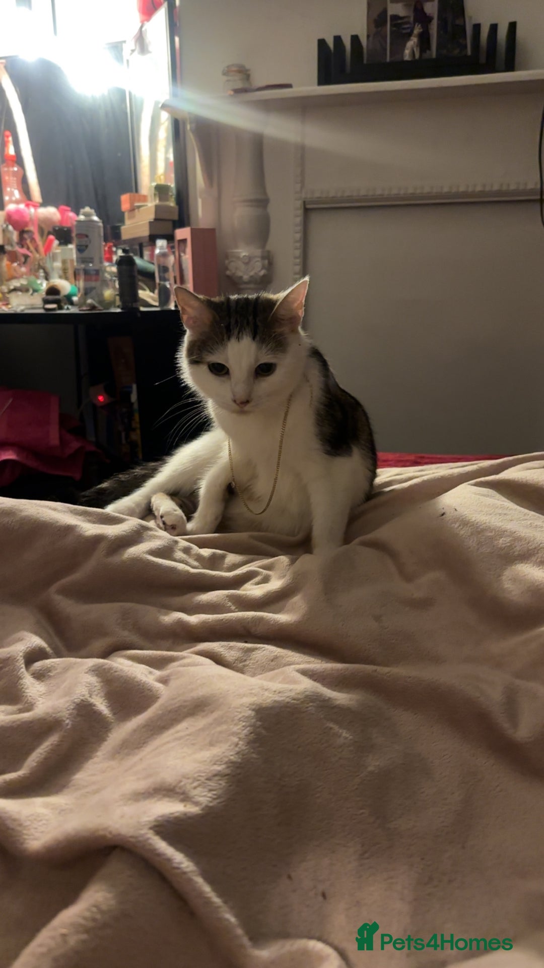 Mixed Breed cats for sale: 3 beautiful tabby’s - Image 13
