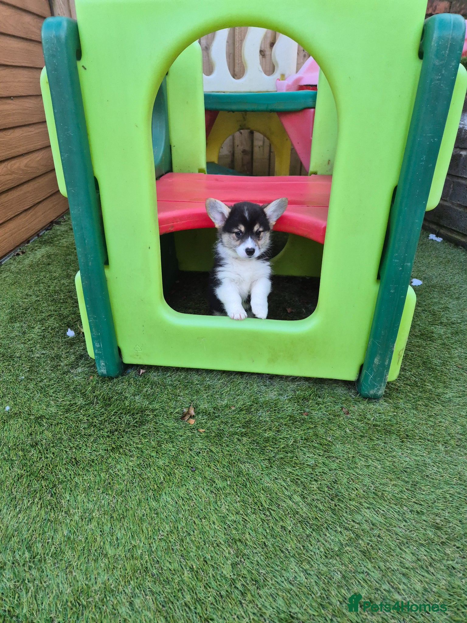 Welsh Corgi Pembroke dogs 2 tri girls ready for new homes  - Advert 7