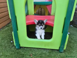 Welsh Corgi Pembroke dogs 2 tri girls ready for new homes - Advert 7