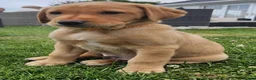 Labrador Retriever dogs for sale:  Fox Red Labrador Puppies, 3 Boys Available in Pwllheli - Advert 2