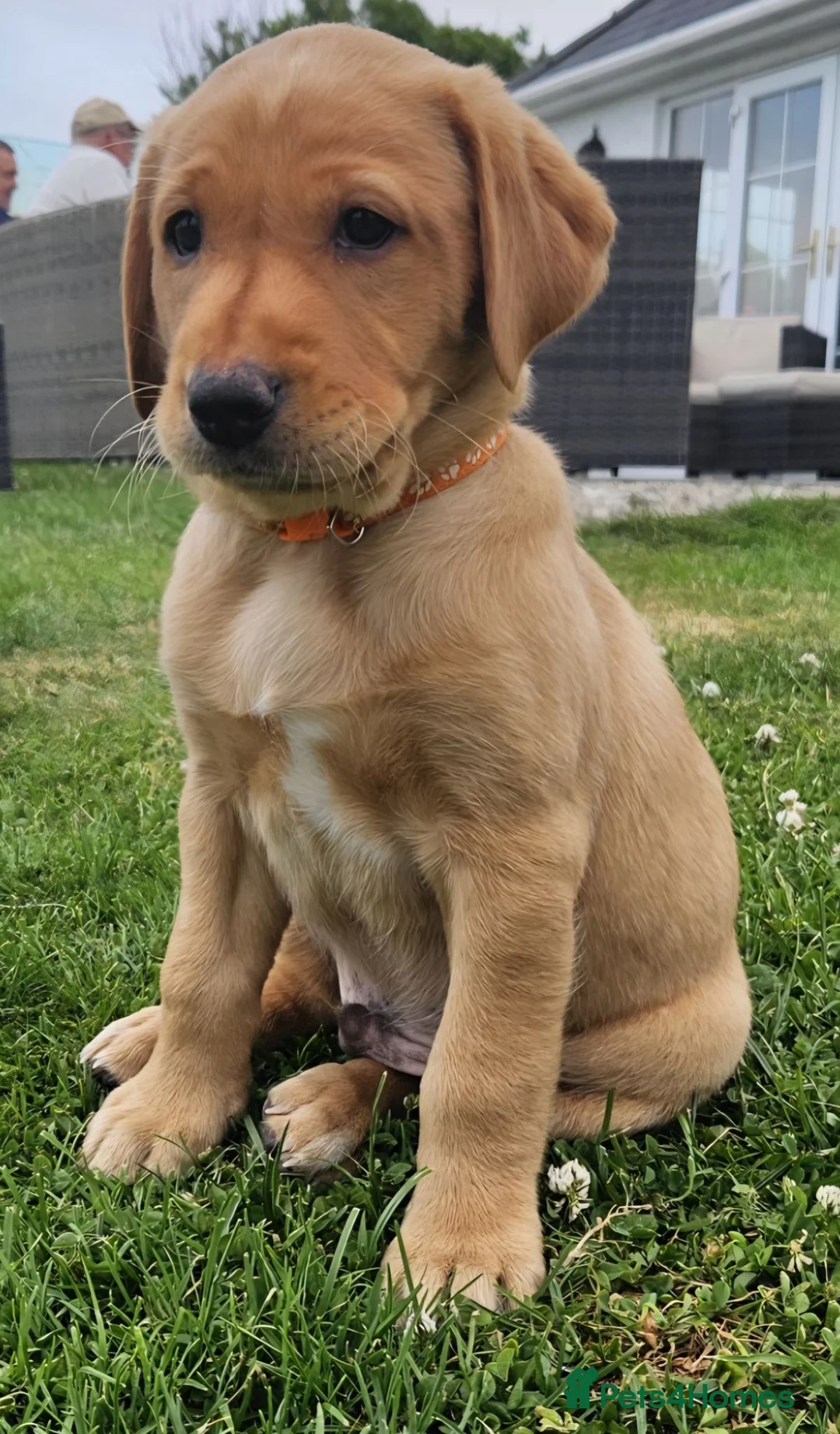 Labrador Retriever dogs for sale:  Fox Red Labrador Puppies, 3 Boys Available in Pwllheli - Advert 2