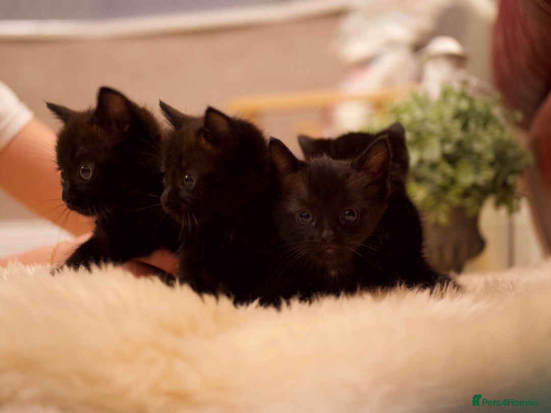 Mixed Breed cats for sale: Gorgeous Maine-Coon/Ragdoll/Bombay Mix Kittens!!! - Image 8