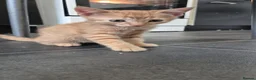 Mixed Breed cats for sale: Kittens 8 weeks old - Advert 4
