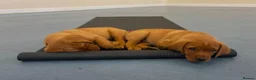 Labrador Retriever dogs for sale: Fox red male lab pup ready for collection - Advert 6