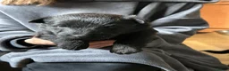 Scottish Terrier dogs for sale: Scottish terrier puppies for sale  - Advert 10