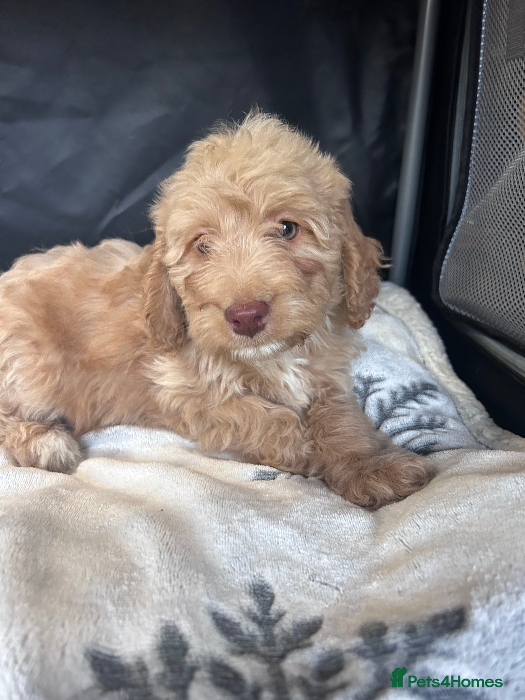 Cockapoo dogs for sale: Cockapoo puppies for sale  - Advert 14