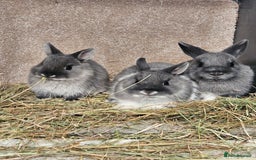 Netherland Dwarf rabbits for sale: Smoke Pearl Netherland Dwarfs all bucks  - Image 1