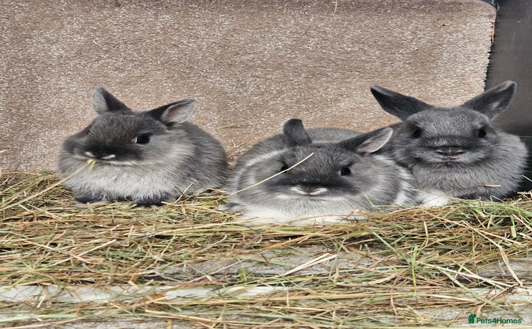 Netherland Dwarf rabbits - Advert 2