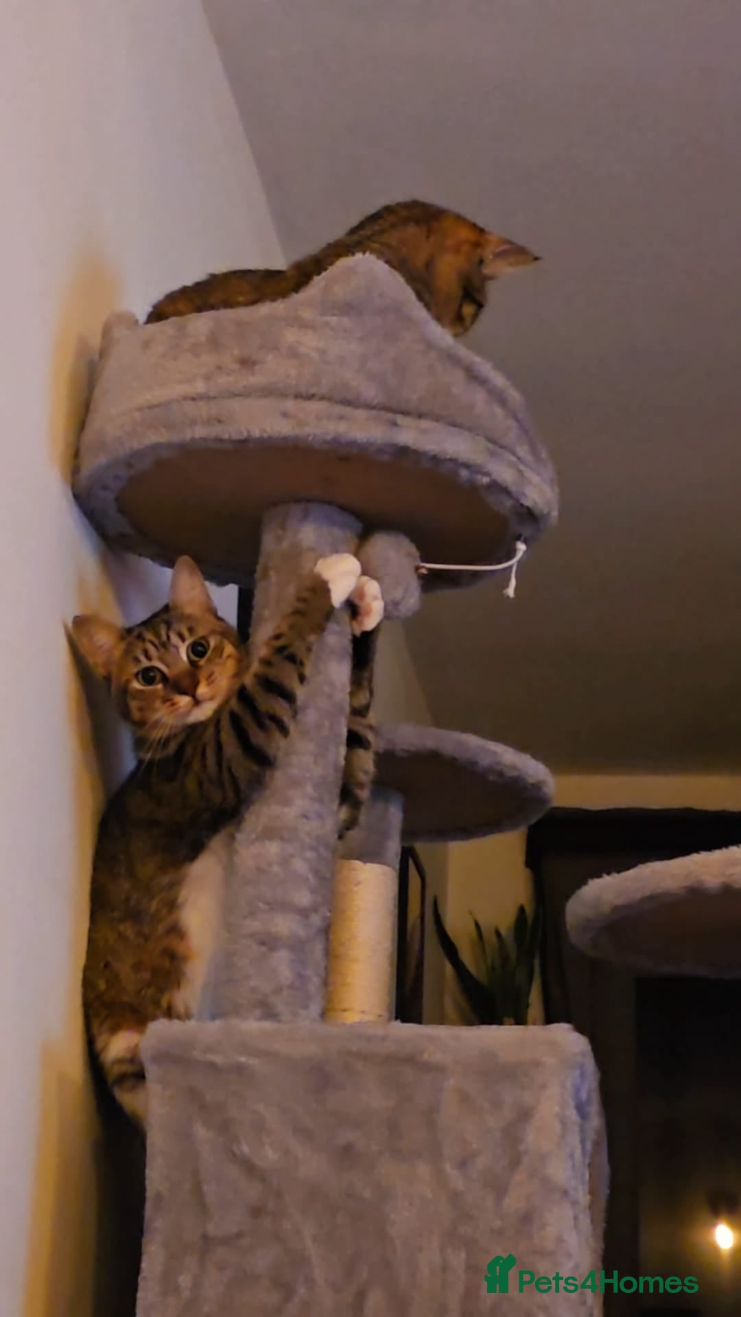 Mixed Breed cats [Indoors Only] Cardini: Absolute Playful Cuddlebug - Advert 2