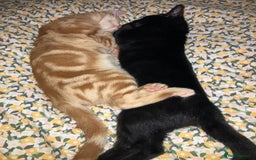 British Shorthair cats for sale: 2 kittens looking for forever home  - Image 3