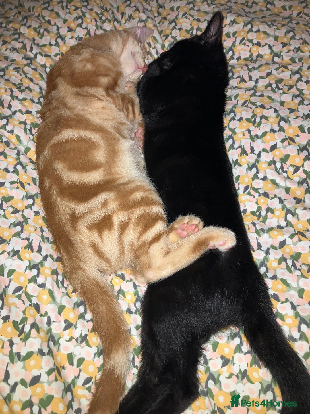 British Shorthair cats for sale: 2 kittens looking for forever home  - Image 3