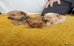 Maltipoo dogs for sale: F1B Toy Maltipoo  - Image 20