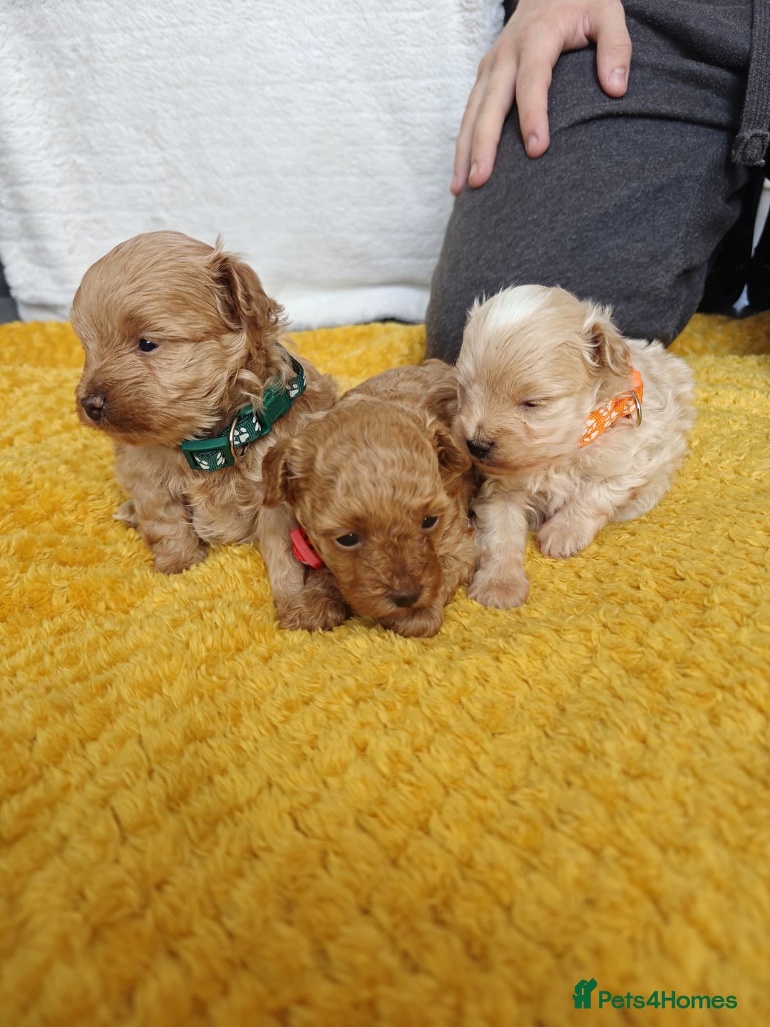 Maltipoo dogs for sale: F1B Toy Maltipoo  - Image 20