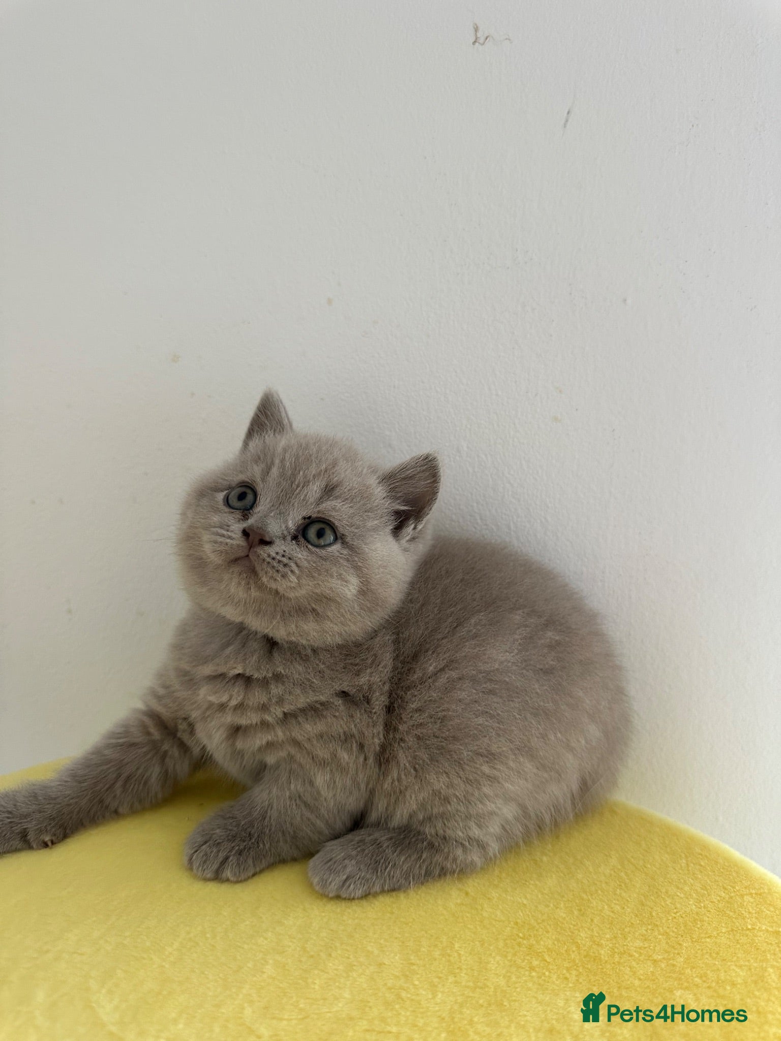 British Shorthair cats 🧸 Show Quality TICA reg BSH Last 2 available 🧸 - Advert 1