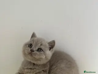 British Shorthair cats 🧸 Show Quality TICA reg BSH Last 2 available 🧸 - Advert 1
