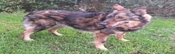 Mixed Breed dogs for adoption: Older Lady Yasmin in Malvern - Advert 1