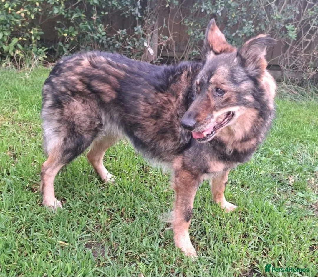 Mixed Breed dogs for adoption: Older Lady Yasmin in Malvern - Advert 1