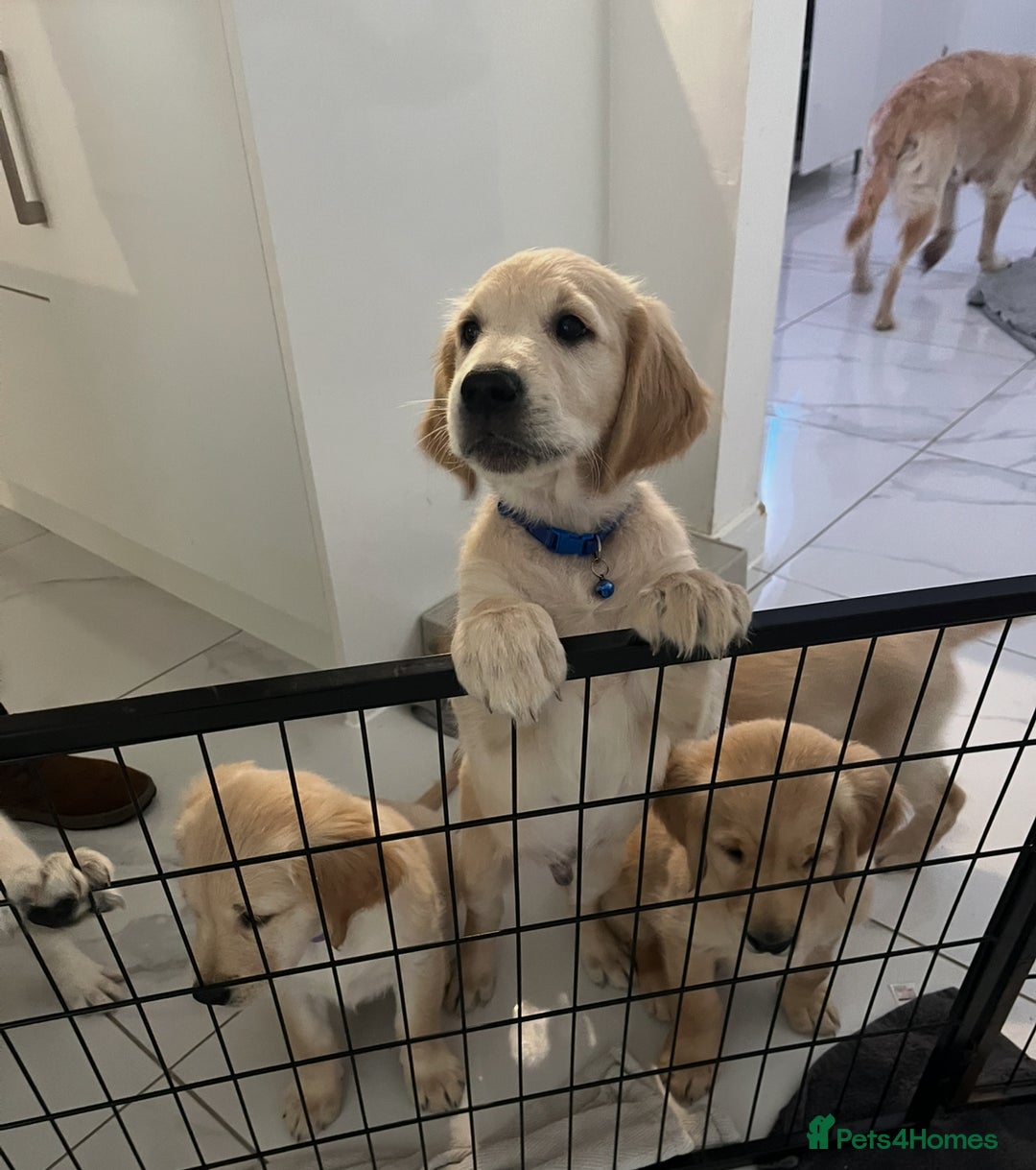 Golden Retriever dogs for sale: Golden retriever  - Advert 15