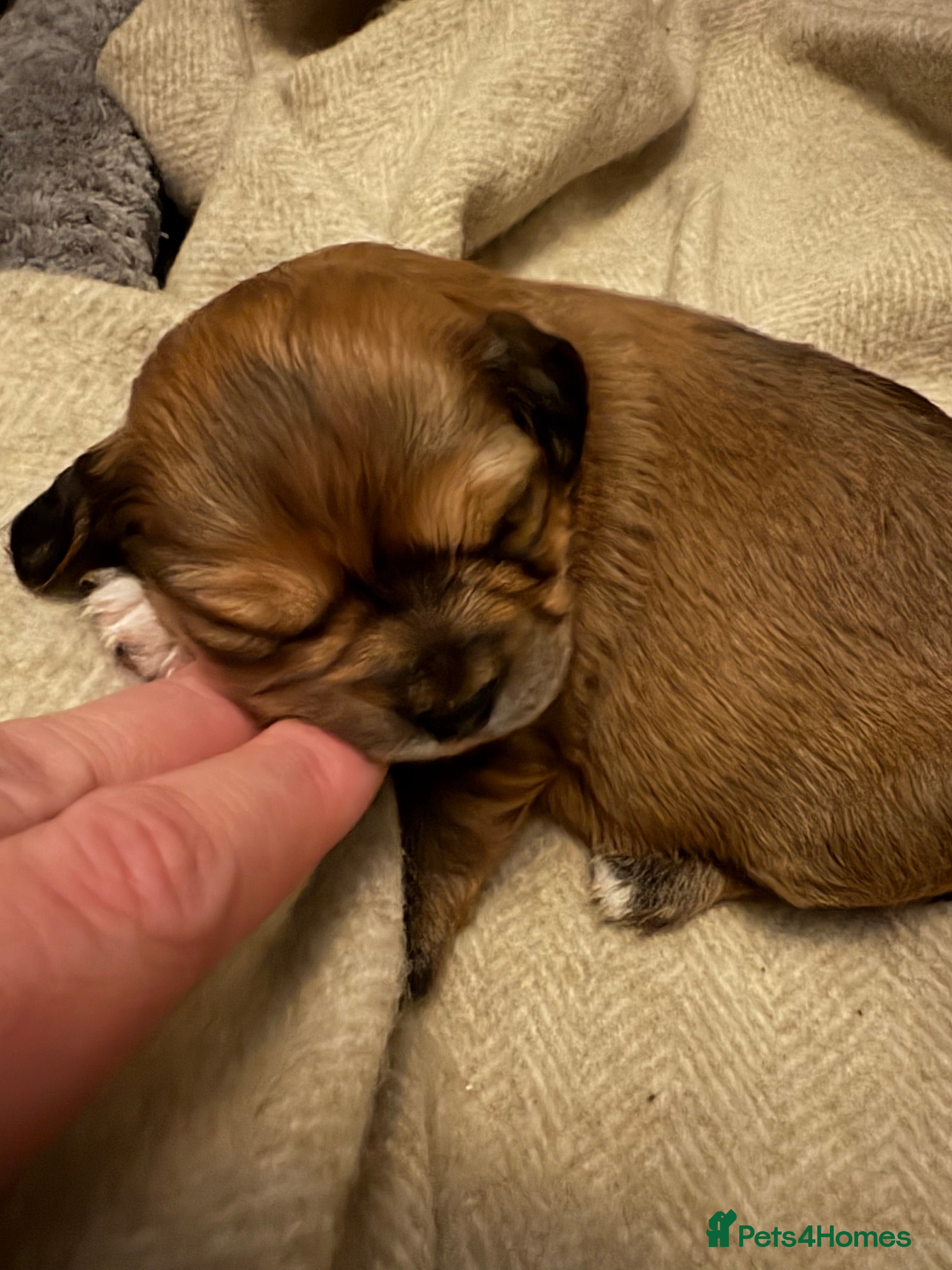 Mixed Breed dogs ONE beautiful girl left / Cavachon x Chihuahua - Advert 1