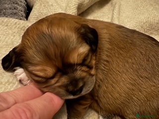 Mixed Breed dogs ONE beautiful girl left / Cavachon x Chihuahua - Advert 1