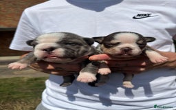 French Bulldog dogs for sale: French bulldog - Advert 4