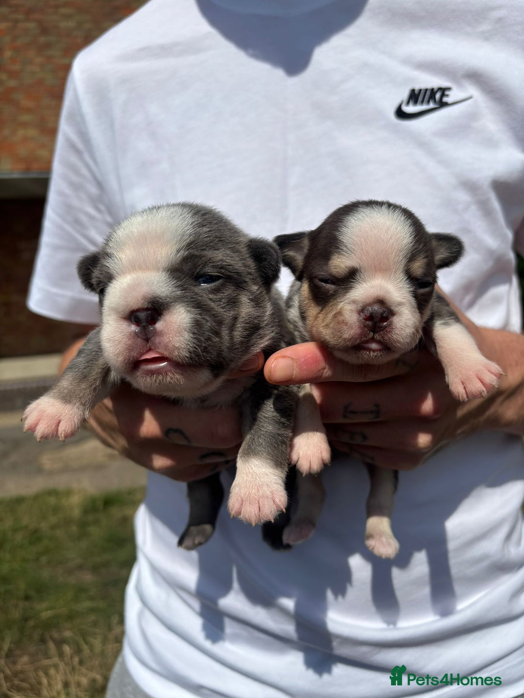 French Bulldog dogs for sale: French bulldog - Advert 4