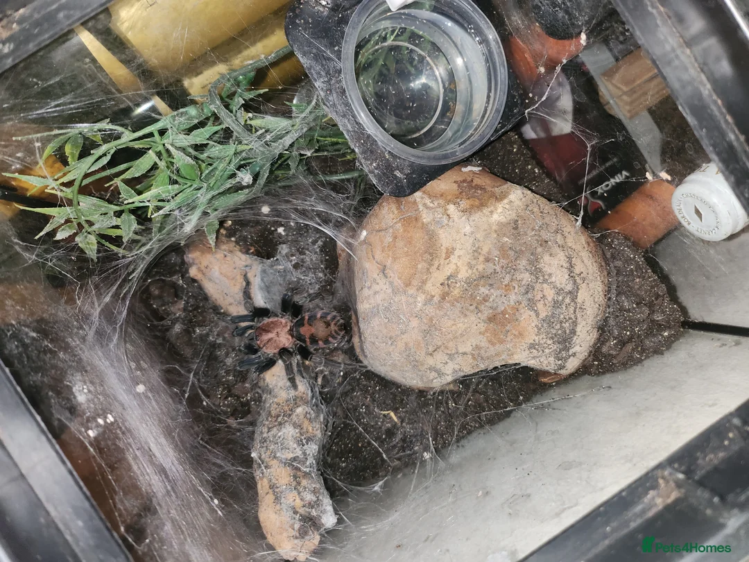 Spiders invertebrates for sale: Tiger Rump BEAUTIFUL SPIDER - Advert 2