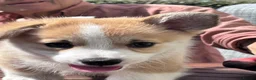 Welsh Corgi Pembroke dogs for sale: KC registered corgi puppy - Advert 14