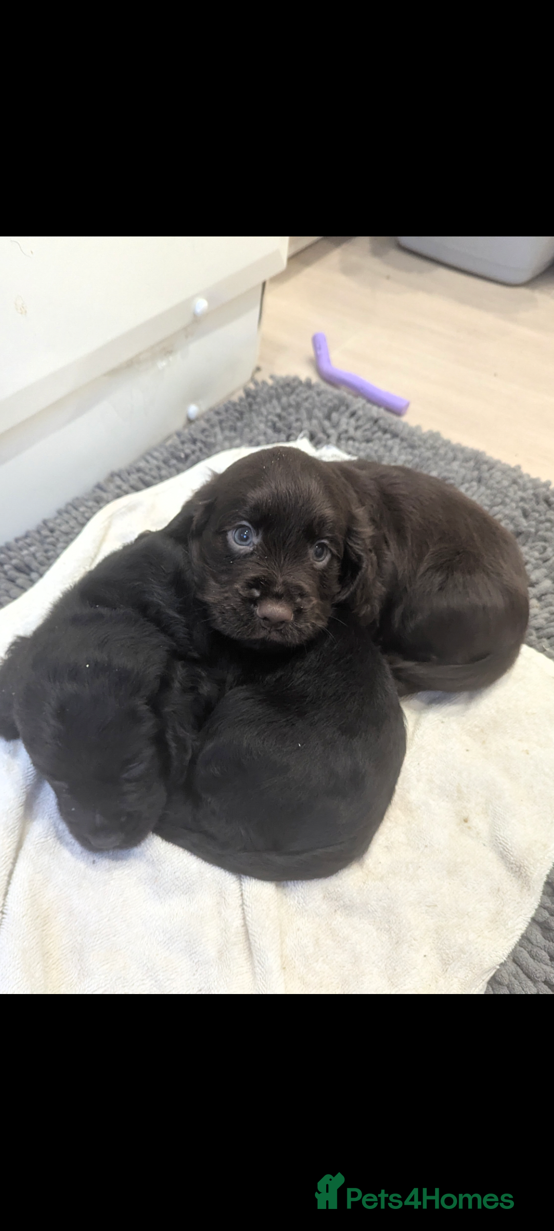 Cocker Spaniel dogs for sale: 5 Gen KC Registered working Cocker Spaniel pups  - Advert 10