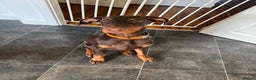 Dobermann dogs for sale: Draco - Advert 3