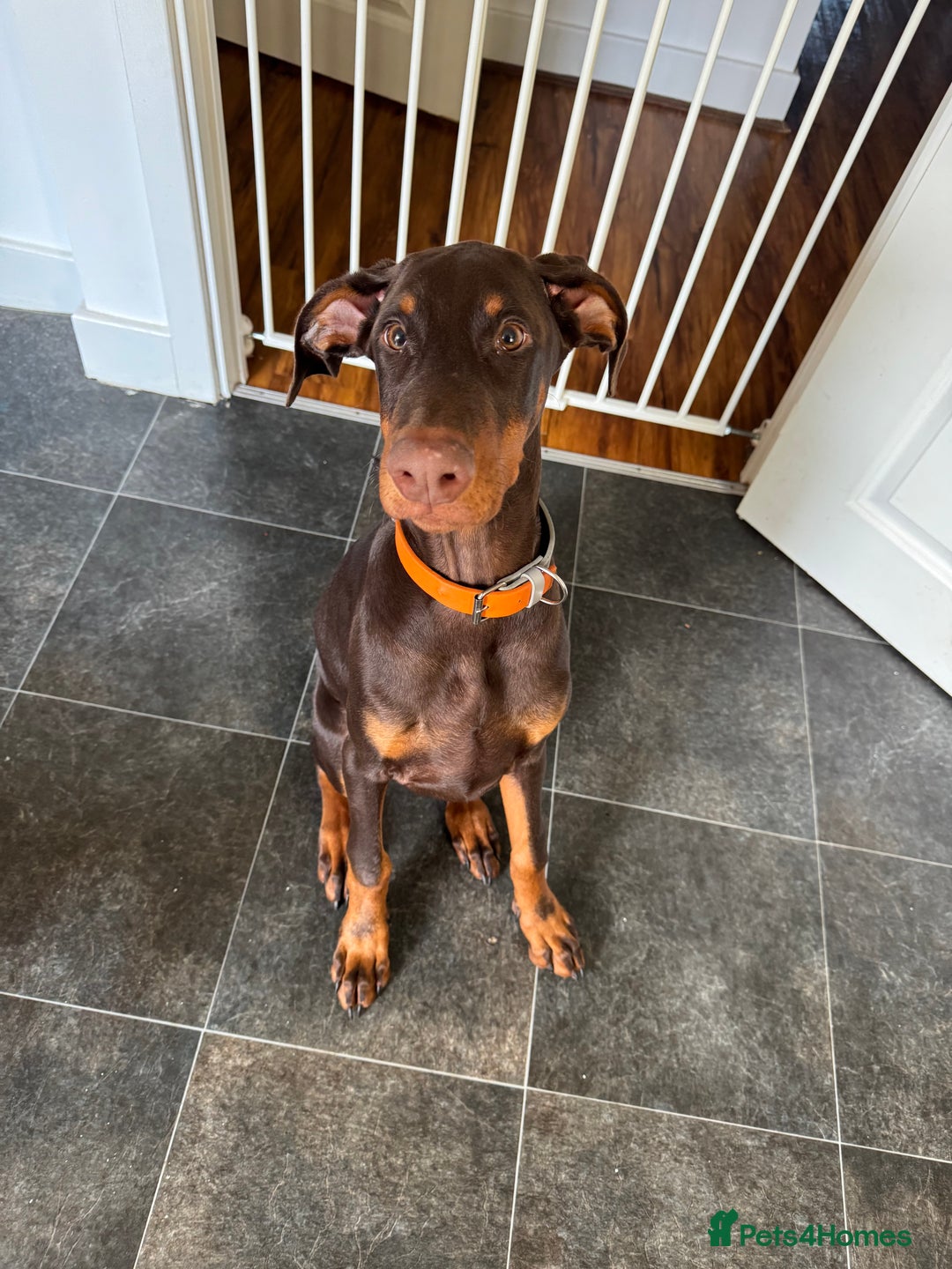Dobermann dogs for sale: Draco - Advert 3