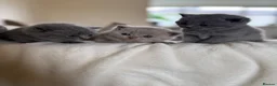 British Shorthair cats for sale: 4 British shorthair kittens  - Advert 21