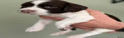 English Springer Spaniel dogs for sale: KC registered Springer Spaniel Puppies in Beauly - Advert 4