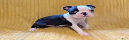 Boston Terrier dogs for sale: 1 BOY LEFT: Adorable KC Boston Puppies  - Advert 6