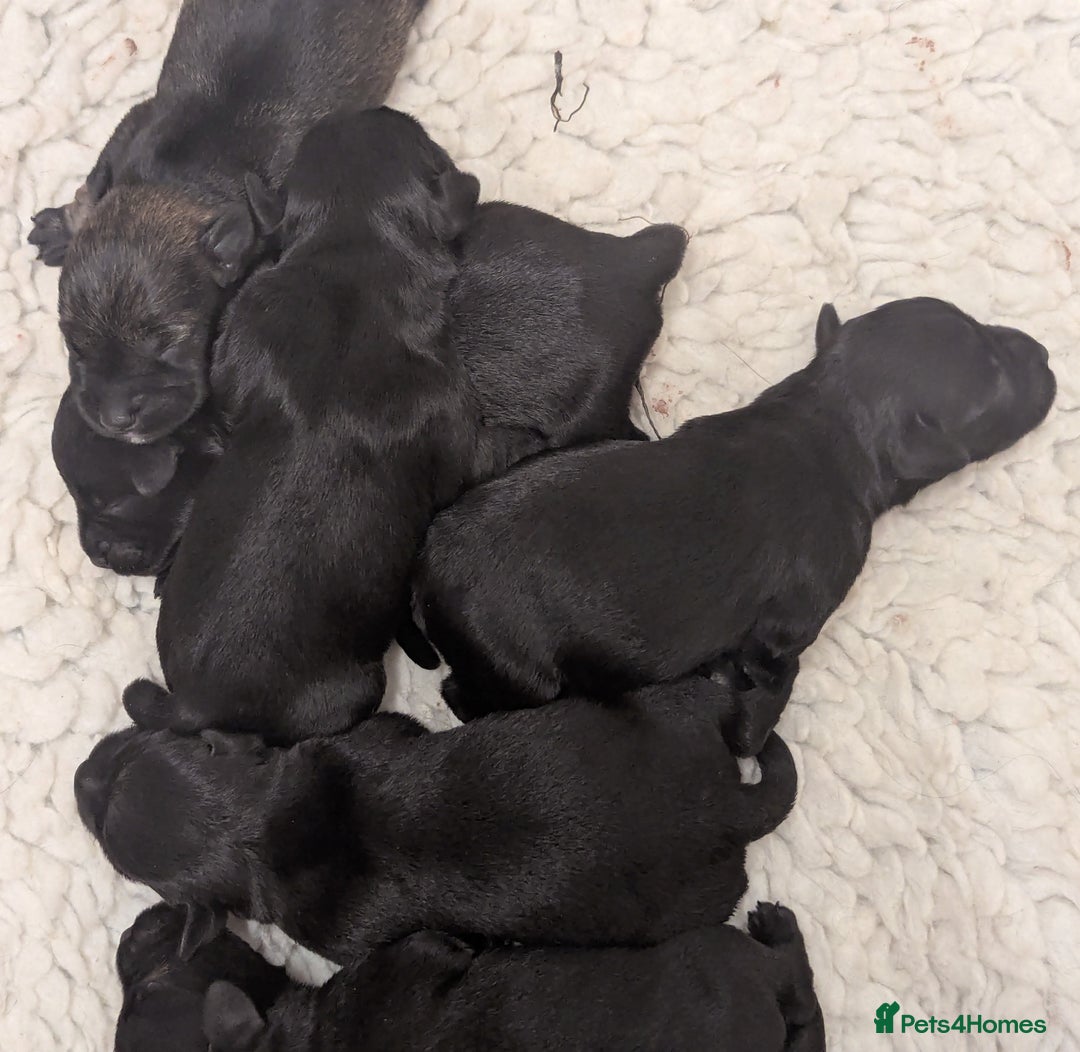 Miniature Schnauzer dogs for sale: Fully Health Tested,Kc Reg'd Mini Schnauzer Pups  - Image 7