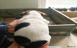 Jack Russell dogs for sale: Jack Russell puppies  - Image 13