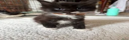 Mixed Breed cats for sale: Half MAINE COON x Domestic Cat - Advert 9