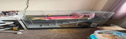 Guinea Pig rodents for sale: Polly Guniea Pig - Advert 6