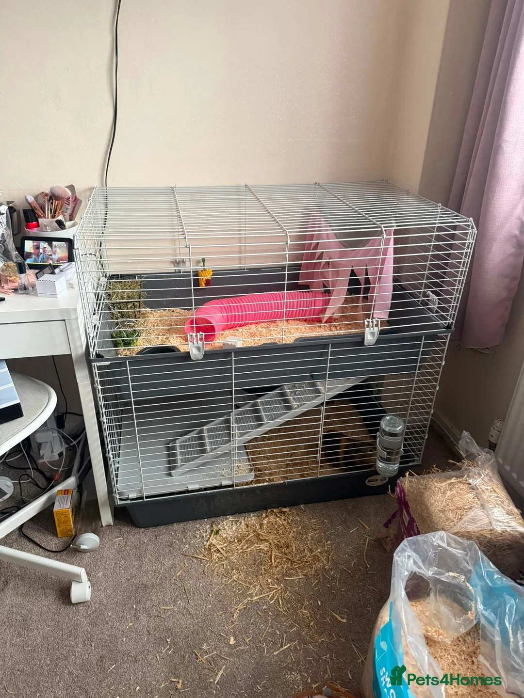 Guinea Pig rodents for sale: Polly Guniea Pig - Advert 6