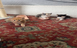Mixed Breed cats for sale: 6 mixed breed kittens  - Image 11