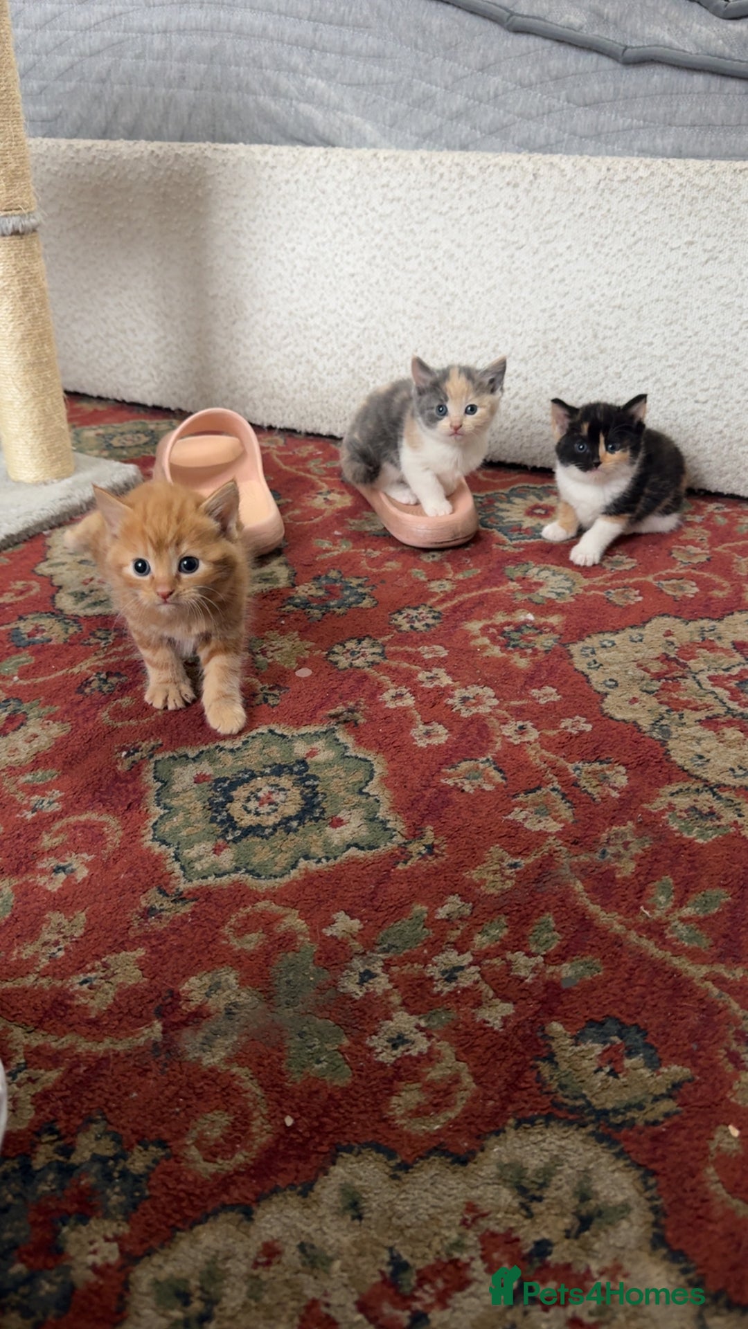 Mixed Breed cats for sale: 6 mixed breed kittens  - Image 11