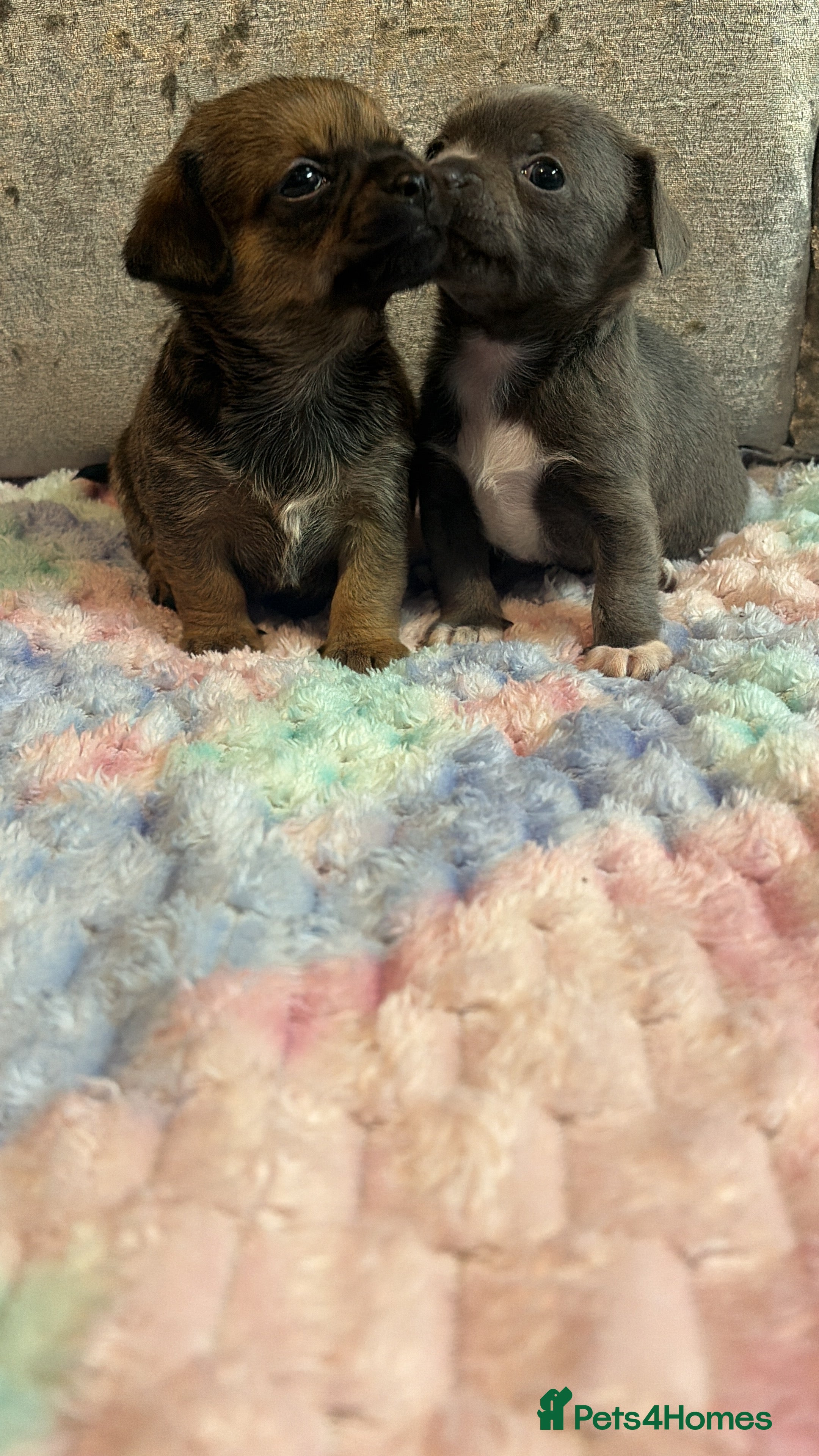 Chihuahua dogs Tiny Chihuahua puppies - Advert 4