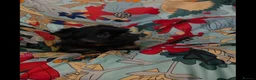 Griffon Bruxellois dogs for sale: Stunning Griffon Bruxellois puppies KC registered - Advert 20
