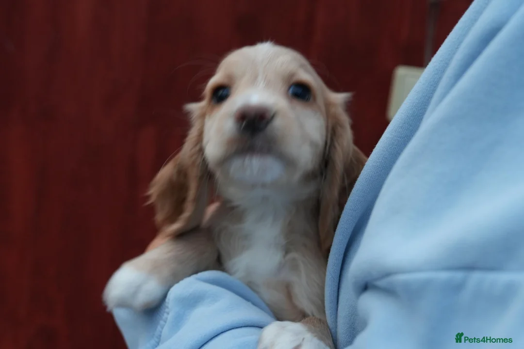 Cocker Spaniel dogs for sale: Working cocker spaniel KC reg. READY TO GO - Advert 4