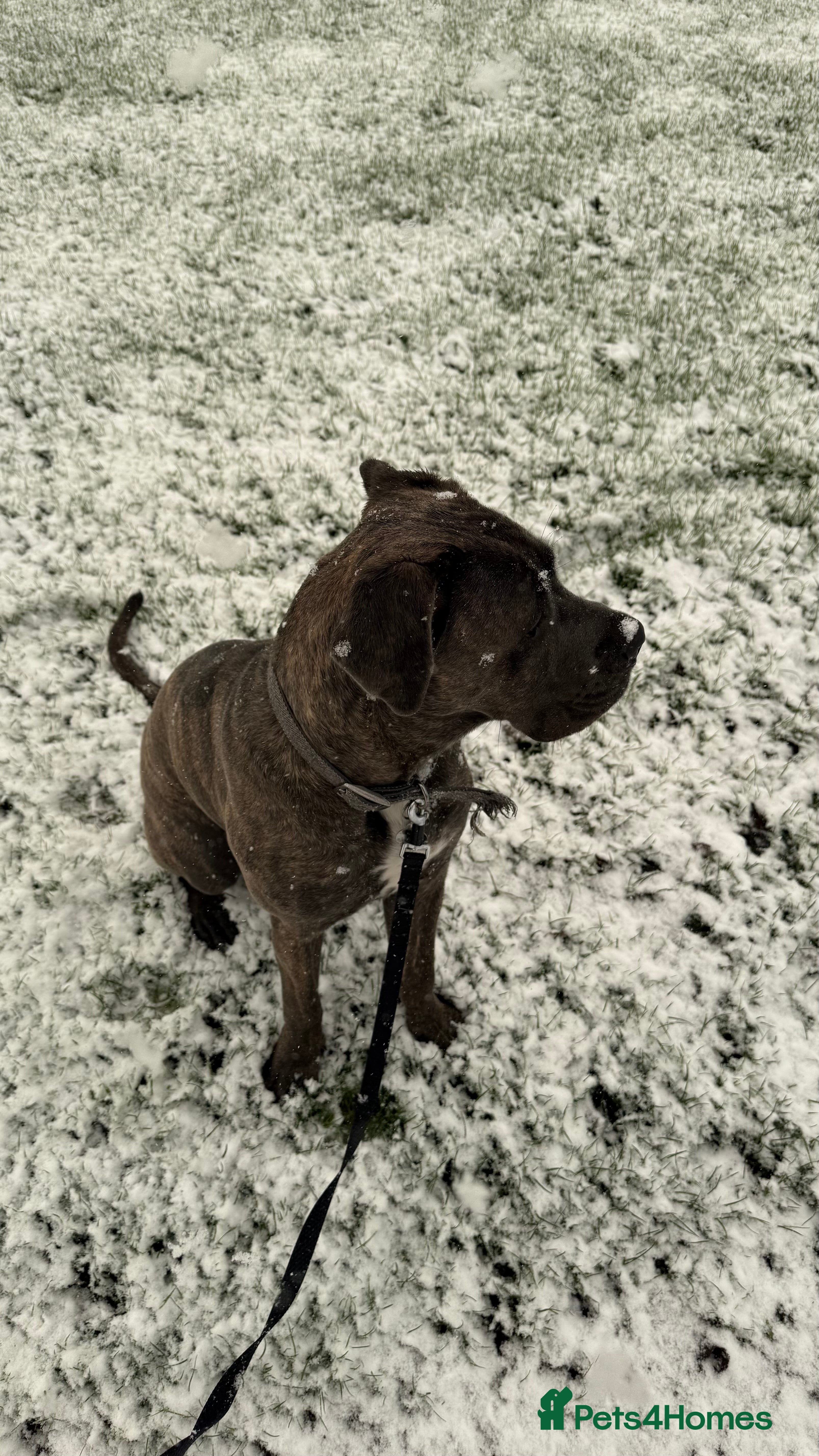Cane Corso dogs 11 month old Cane Corso available  - Advert 8