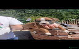 Boxer dogs for sale: Stunning kc registered boxer pups - Image 7