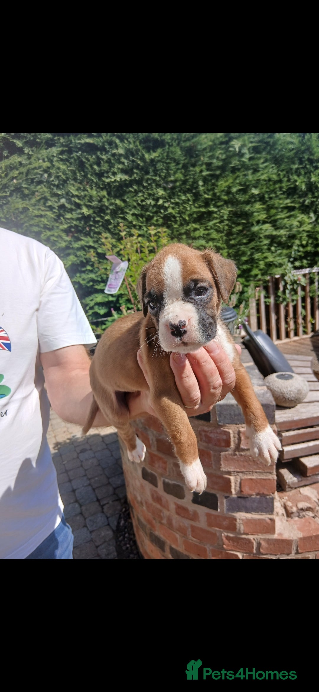 Boxer dogs for sale: Stunning kc registered boxer pups - Image 7