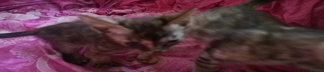 Mixed Breed Kitten 6